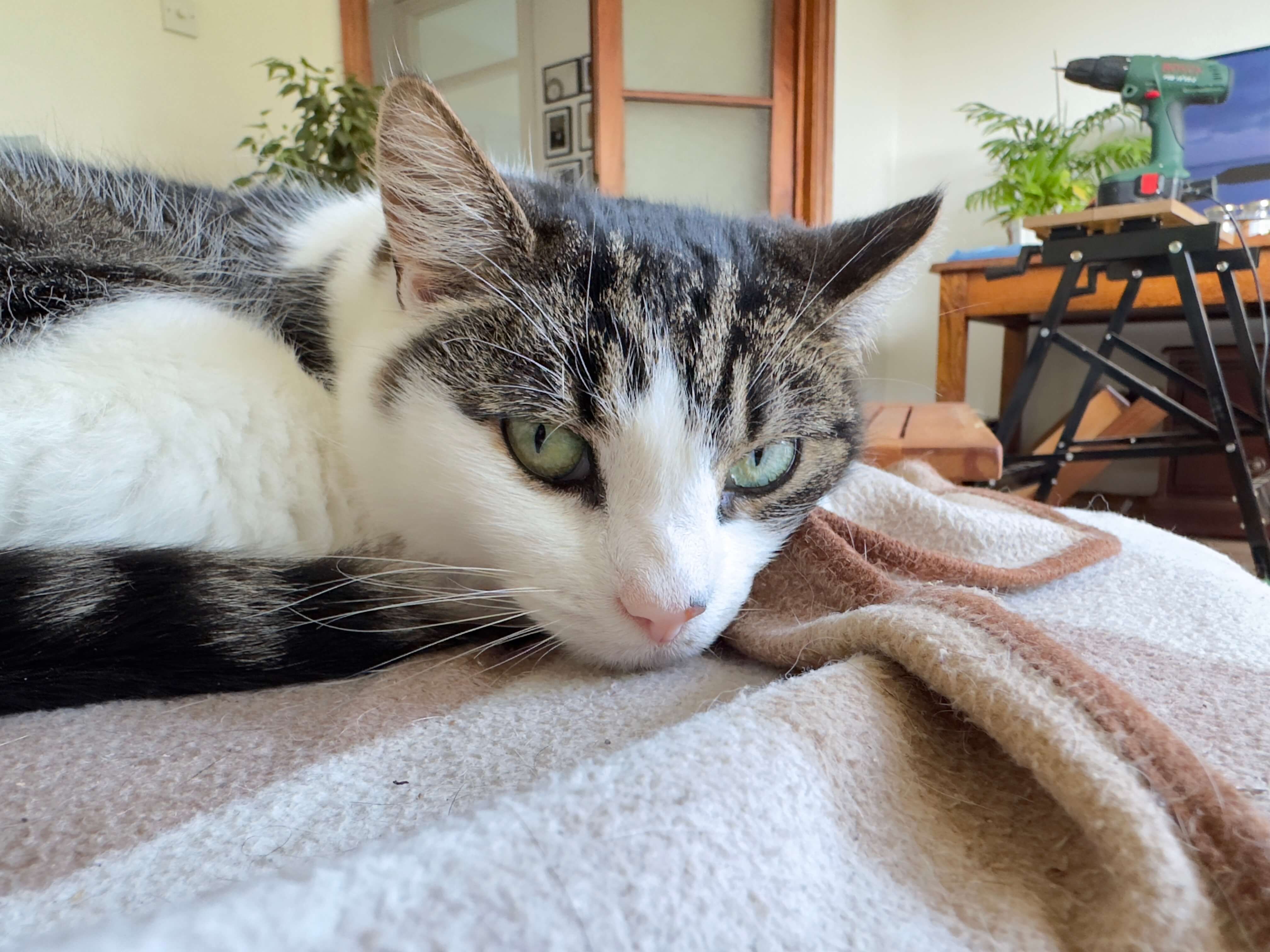 My adorable cat called Hermione she she had a lightning bolt down her back